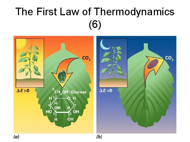 The First Law of Thermodynamics (6) 