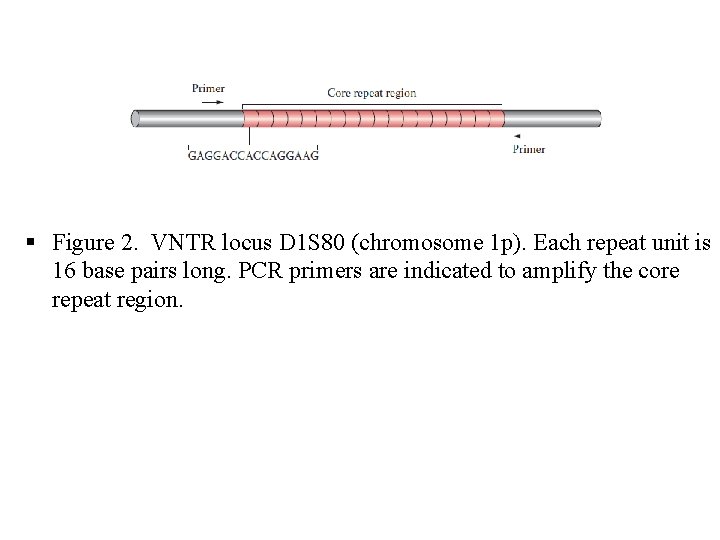  Figure 2. VNTR locus D 1 S 80 (chromosome 1 p). Each repeat
