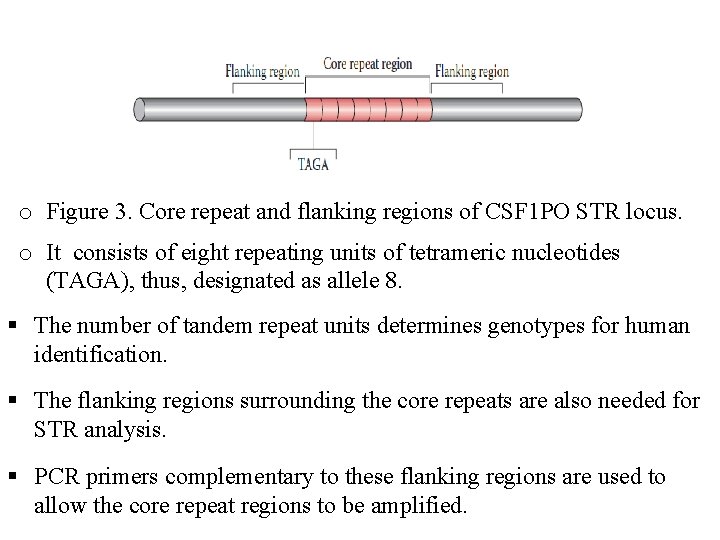 o Figure 3. Core repeat and flanking regions of CSF 1 PO STR locus.