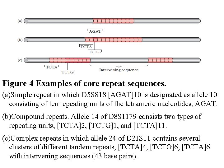 Figure 4 Examples of core repeat sequences. (a)Simple repeat in which D 5 S