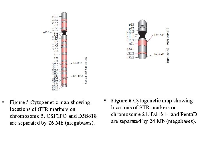  • Figure 5 Cytogenetic map showing locations of STR markers on chromosome 5.