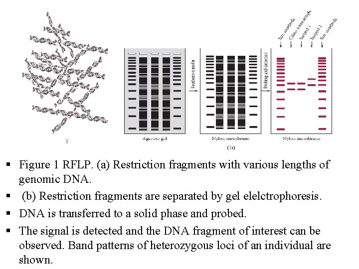  Figure 1 RFLP. (a) Restriction fragments with various lengths of genomic DNA. (b)