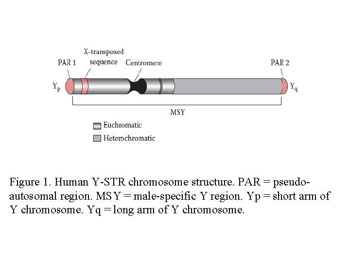 Figure 1. Human Y-STR chromosome structure. PAR = pseudoautosomal region. MSY = male-specific Y