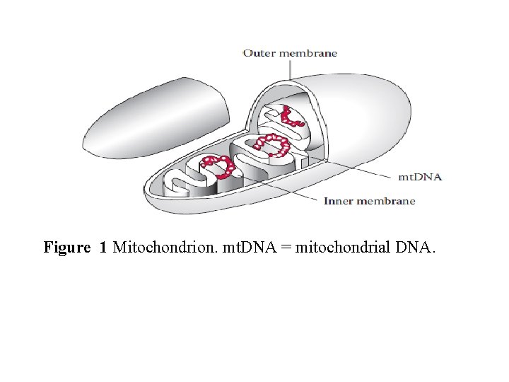 Figure 1 Mitochondrion. mt. DNA = mitochondrial DNA. 
