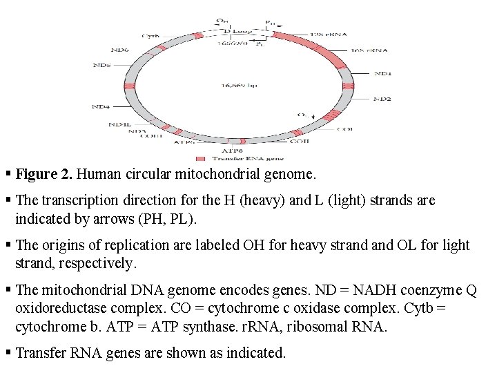  Figure 2. Human circular mitochondrial genome. The transcription direction for the H (heavy)