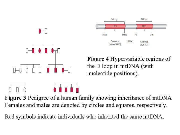 Figure 4 Hypervariable regions of the D loop in mt. DNA (with nucleotide positions).