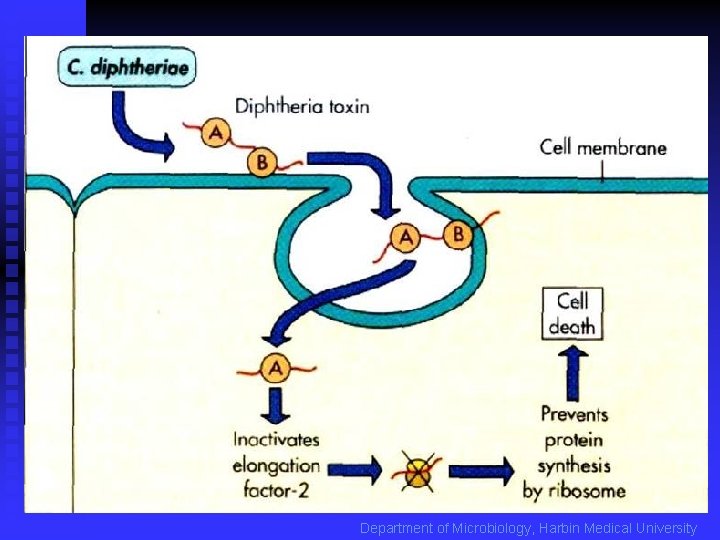 Department of Microbiology, Harbin Medical University 