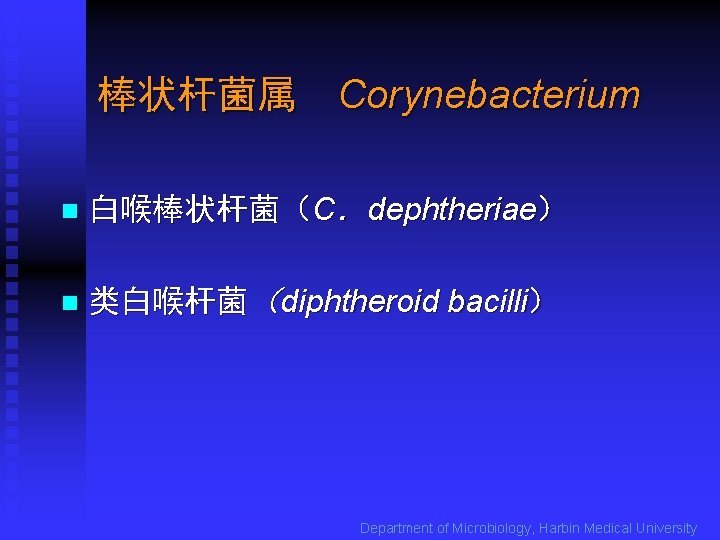 棒状杆菌属 Corynebacterium n 白喉棒状杆菌（C．dephtheriae） n 类白喉杆菌（diphtheroid bacilli） Department of Microbiology, Harbin Medical University 