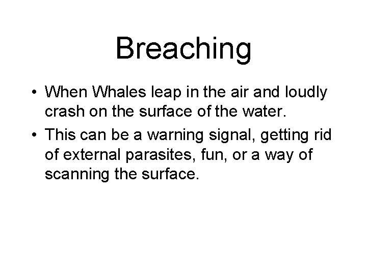 Breaching • When Whales leap in the air and loudly crash on the surface