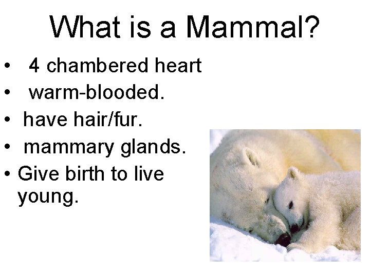 What is a Mammal? • • • 4 chambered heart warm-blooded. have hair/fur. mammary