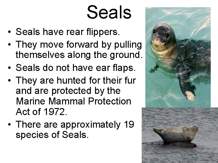 Seals • Seals have rear flippers. • They move forward by pulling themselves along