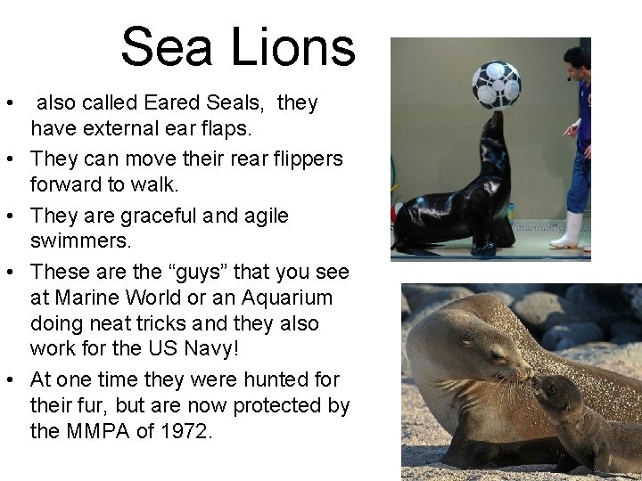 Sea Lions • • • also called Eared Seals, they have external ear flaps.