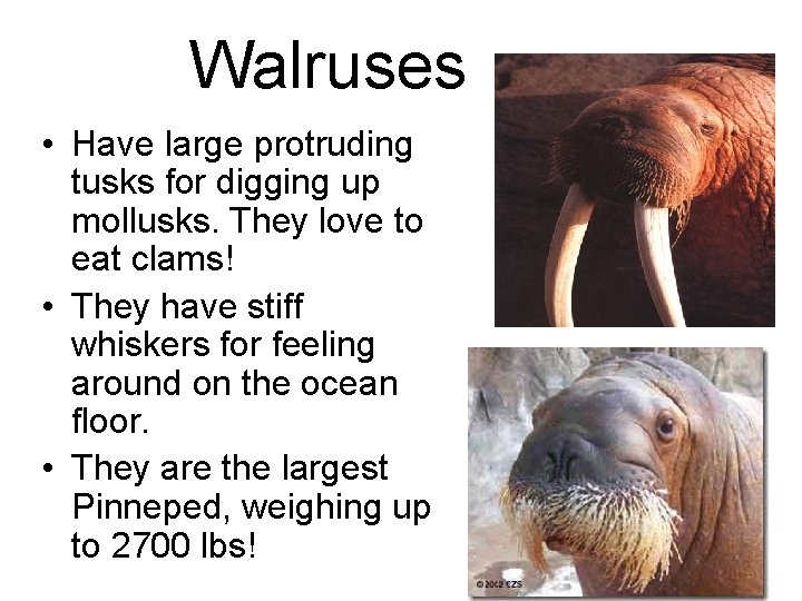 Walruses • Have large protruding tusks for digging up mollusks. They love to eat