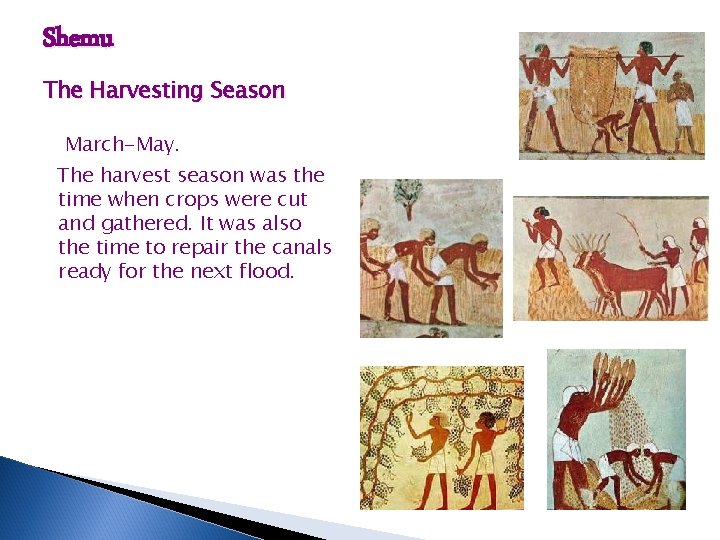 Shemu The Harvesting Season March-May. The harvest season was the time when crops were