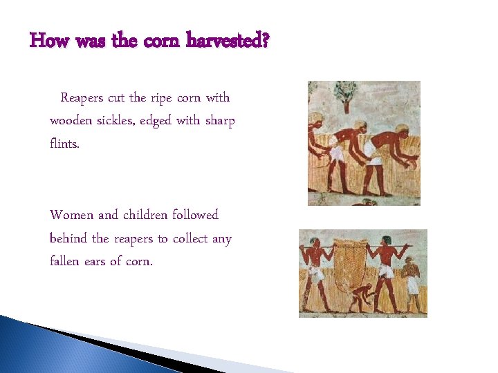 How was the corn harvested? Reapers cut the ripe corn with wooden sickles, edged