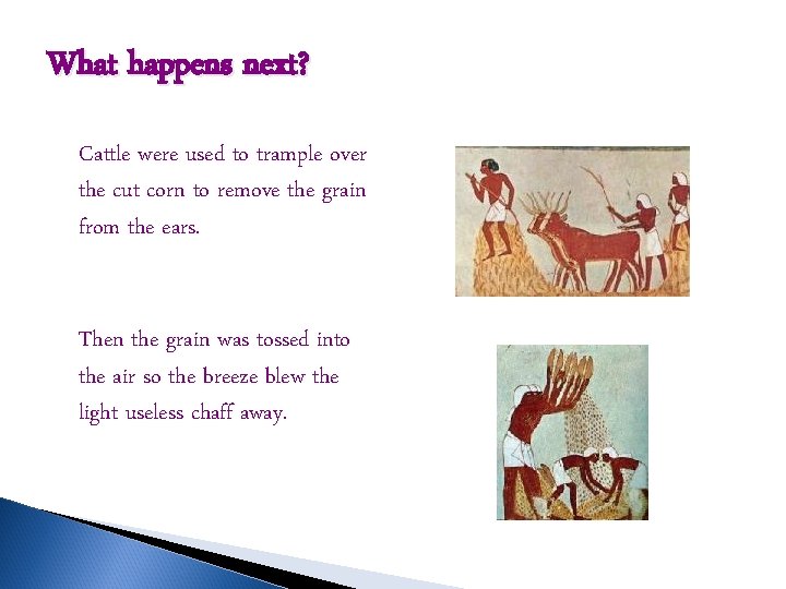 What happens next? Cattle were used to trample over the cut corn to remove