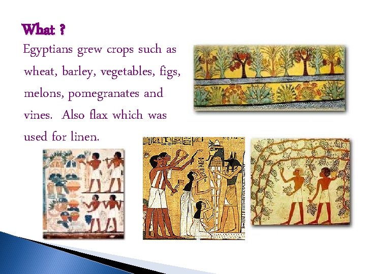 What ? Egyptians grew crops such as wheat, barley, vegetables, figs, melons, pomegranates and