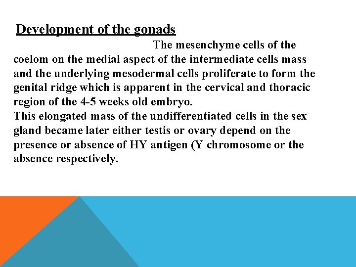 Development of the gonads The mesenchyme cells of the coelom on the medial aspect