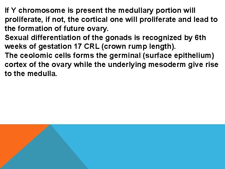 If Y chromosome is present the medullary portion will proliferate, if not, the cortical