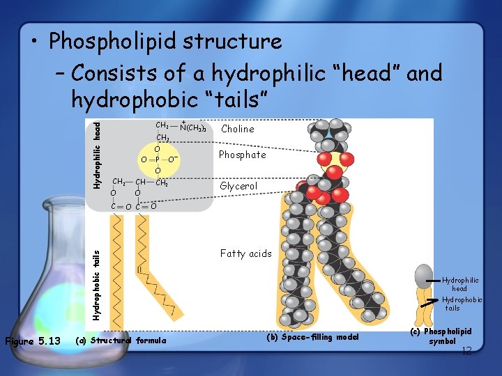 CH 2 O O P Figure 5. 13 O– + N(CH 3)3 Choline Phosphate