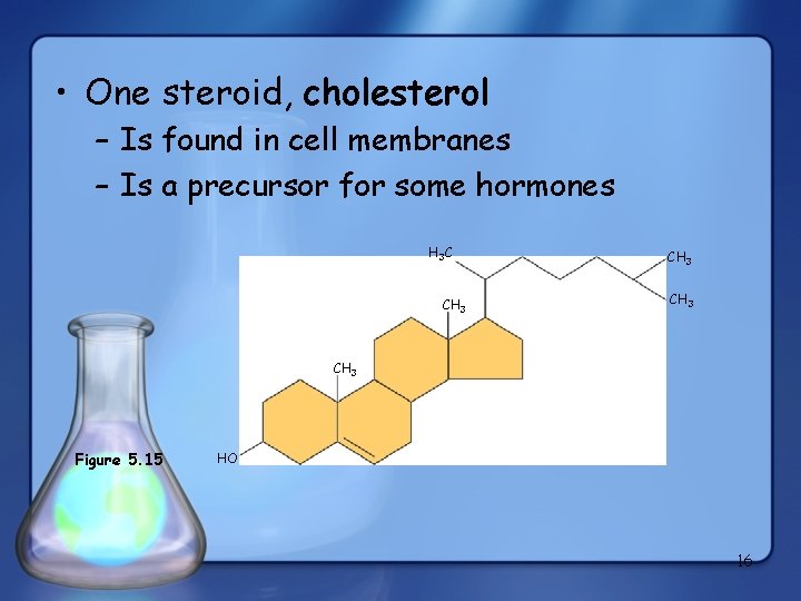  • One steroid, cholesterol – Is found in cell membranes – Is a