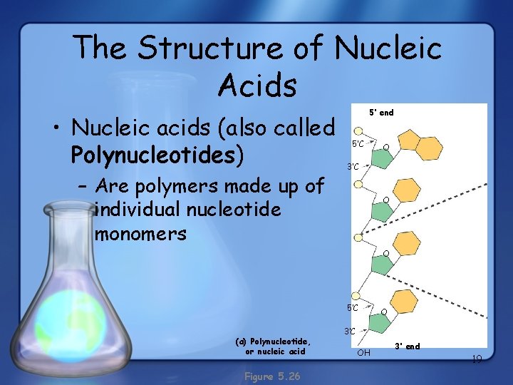The Structure of Nucleic Acids • Nucleic acids (also called Polynucleotides) – Are polymers