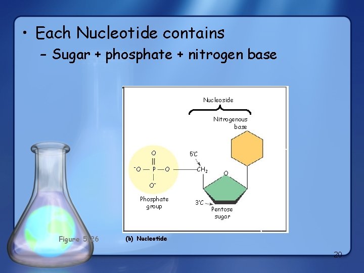  • Each Nucleotide contains – Sugar + phosphate + nitrogen base Nucleoside Nitrogenous