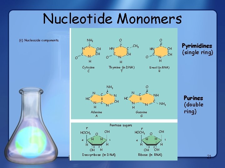 Nucleotide Monomers Nitrogenous bases Pyrimidines NH 2 (c) Nucleoside components C N O O