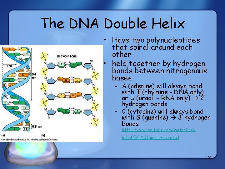 The DNA Double Helix • Have two polynucleotides that spiral around each other •