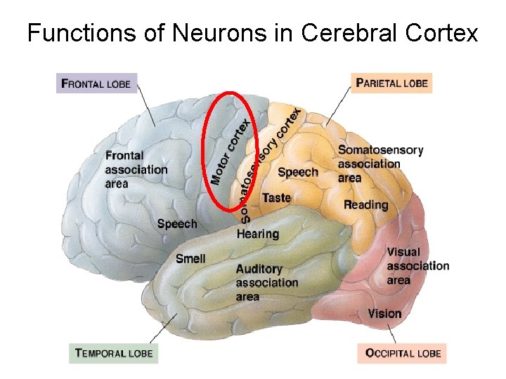 Functions of Neurons in Cerebral Cortex Functions of Neurons in Cerebral Cortex