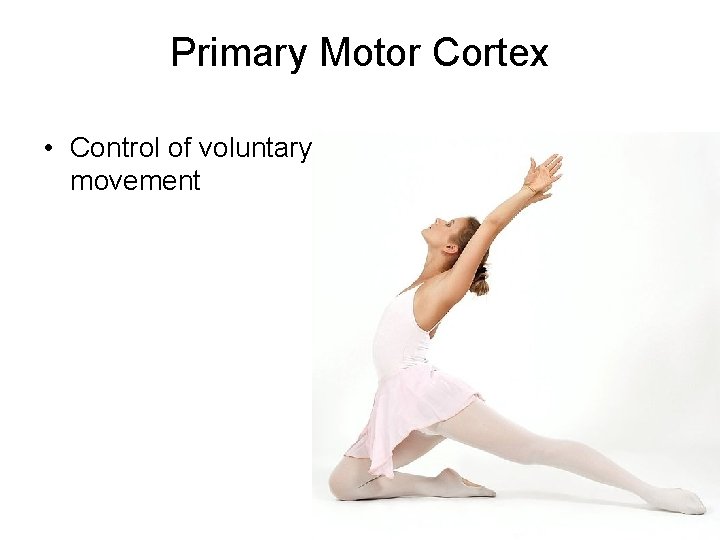 Primary Motor Cortex • Control of voluntary movement 