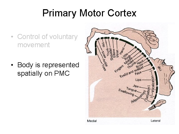 Primary Motor Cortex • Control of voluntary movement • Body is represented spatially on Primary Motor Cortex • Control of voluntary movement • Body is represented spatially on