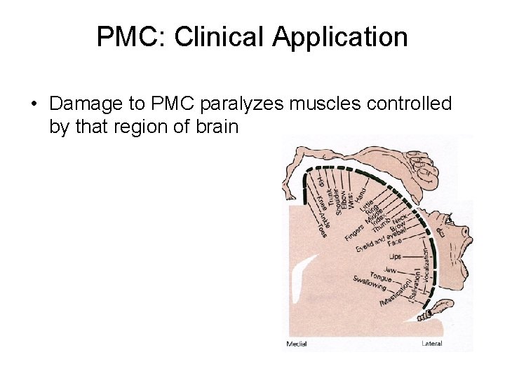 PMC: Clinical Application • Damage to PMC paralyzes muscles controlled by that region of PMC: Clinical Application • Damage to PMC paralyzes muscles controlled by that region of