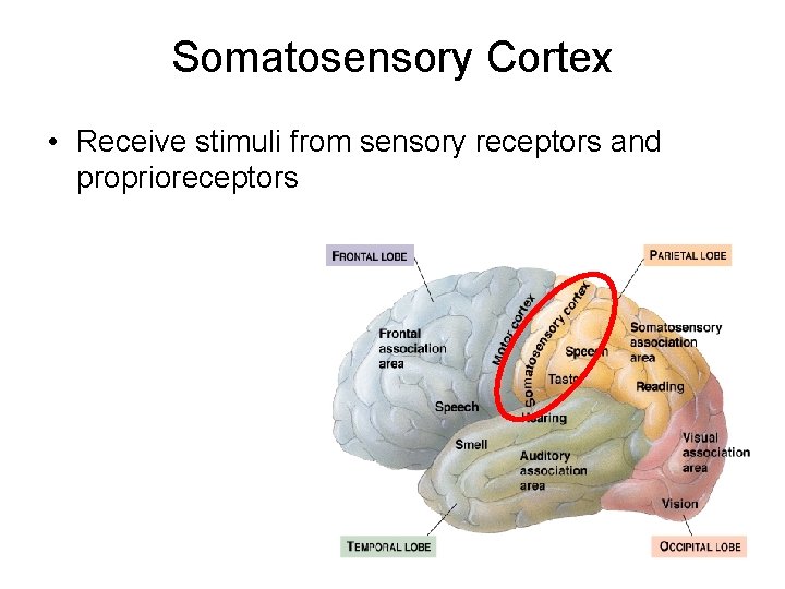 Somatosensory Cortex • Receive stimuli from sensory receptors and proprioreceptors Somatosensory Cortex • Receive stimuli from sensory receptors and proprioreceptors