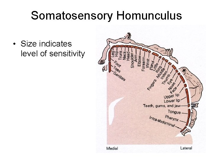 Somatosensory Homunculus • Size indicates level of sensitivity Somatosensory Homunculus • Size indicates level of sensitivity