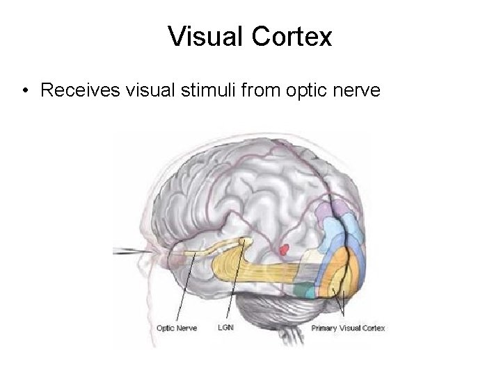 Visual Cortex • Receives visual stimuli from optic nerve 