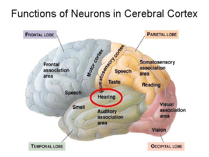 Functions of Neurons in Cerebral Cortex Functions of Neurons in Cerebral Cortex