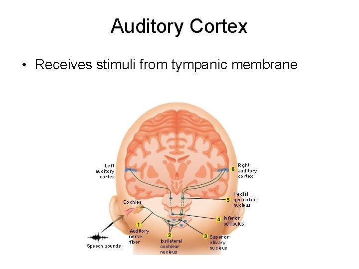 Auditory Cortex • Receives stimuli from tympanic membrane 