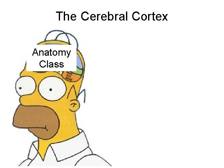 The Cerebral Cortex Anatomy Class The Cerebral Cortex Anatomy Class