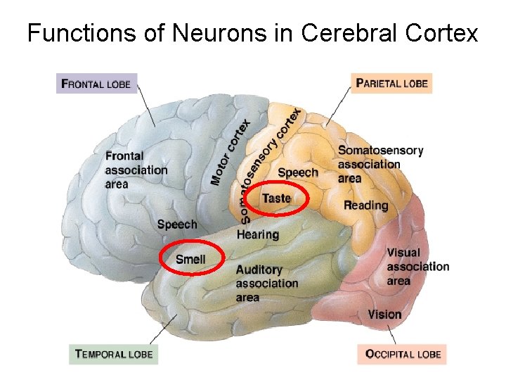 Functions of Neurons in Cerebral Cortex Functions of Neurons in Cerebral Cortex
