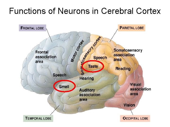 Functions of Neurons in Cerebral Cortex 
