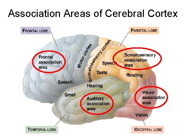 Association Areas of Cerebral Cortex 