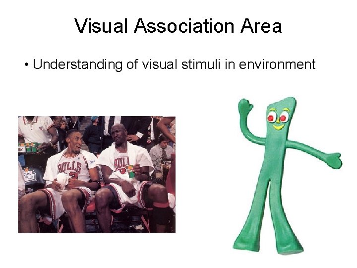 Visual Association Area • Understanding of visual stimuli in environment 