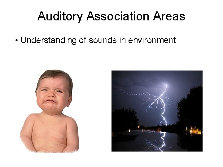 Auditory Association Areas • Understanding of sounds in environment 