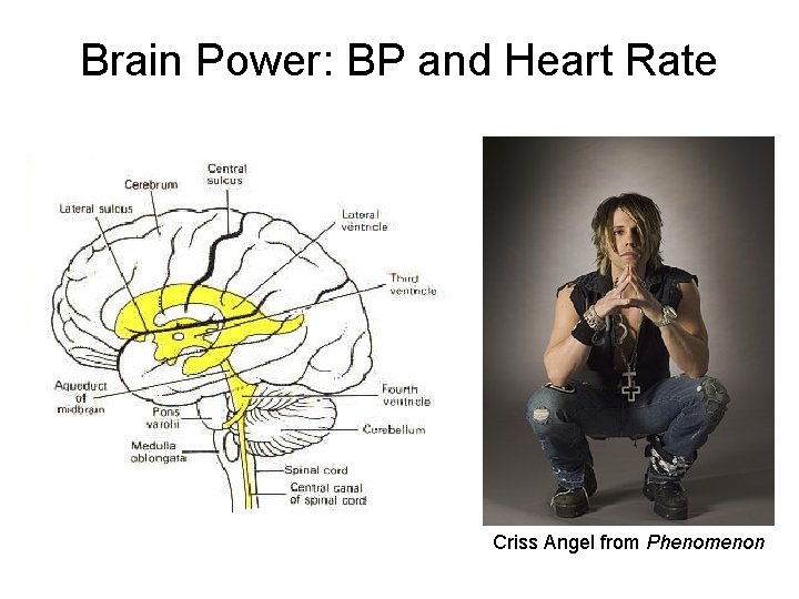 Brain Power: BP and Heart Rate Criss Angel from Phenomenon 