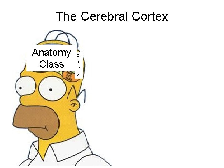 The Cerebral Cortex Anatomy Class P a rt y 