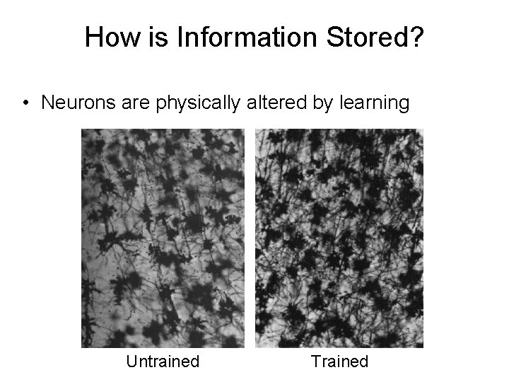 How is Information Stored? • Neurons are physically altered by learning Untrained Trained 