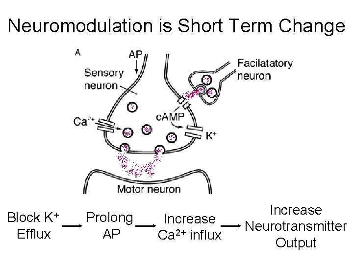 Neuromodulation is Short Term Change K+ Block Efflux Prolong AP Increase Ca 2+ influx