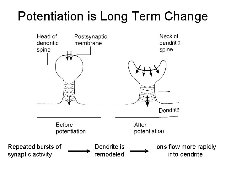 Potentiation is Long Term Change Repeated bursts of synaptic activity Dendrite is remodeled Ions