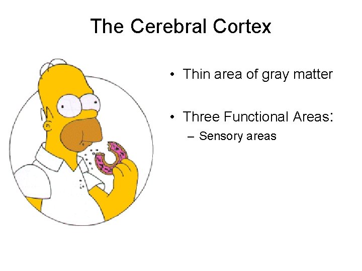The Cerebral Cortex • Thin area of gray matter • Three Functional Areas: – The Cerebral Cortex • Thin area of gray matter • Three Functional Areas: –